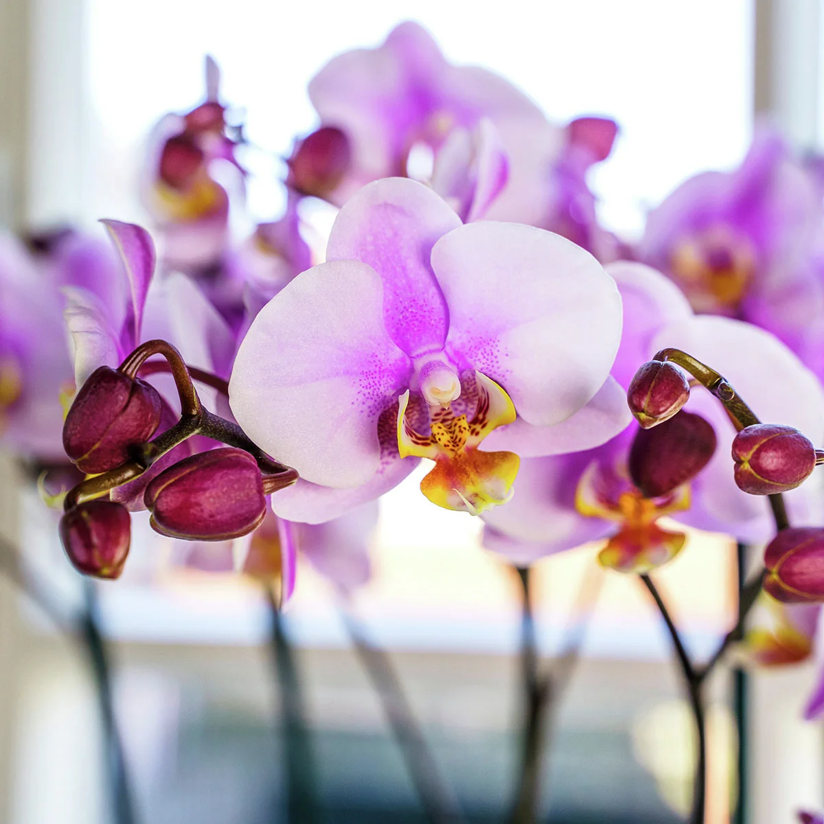 Schmetterlings-Orchidee Roskilde, Höhe ca. 30-50 cm