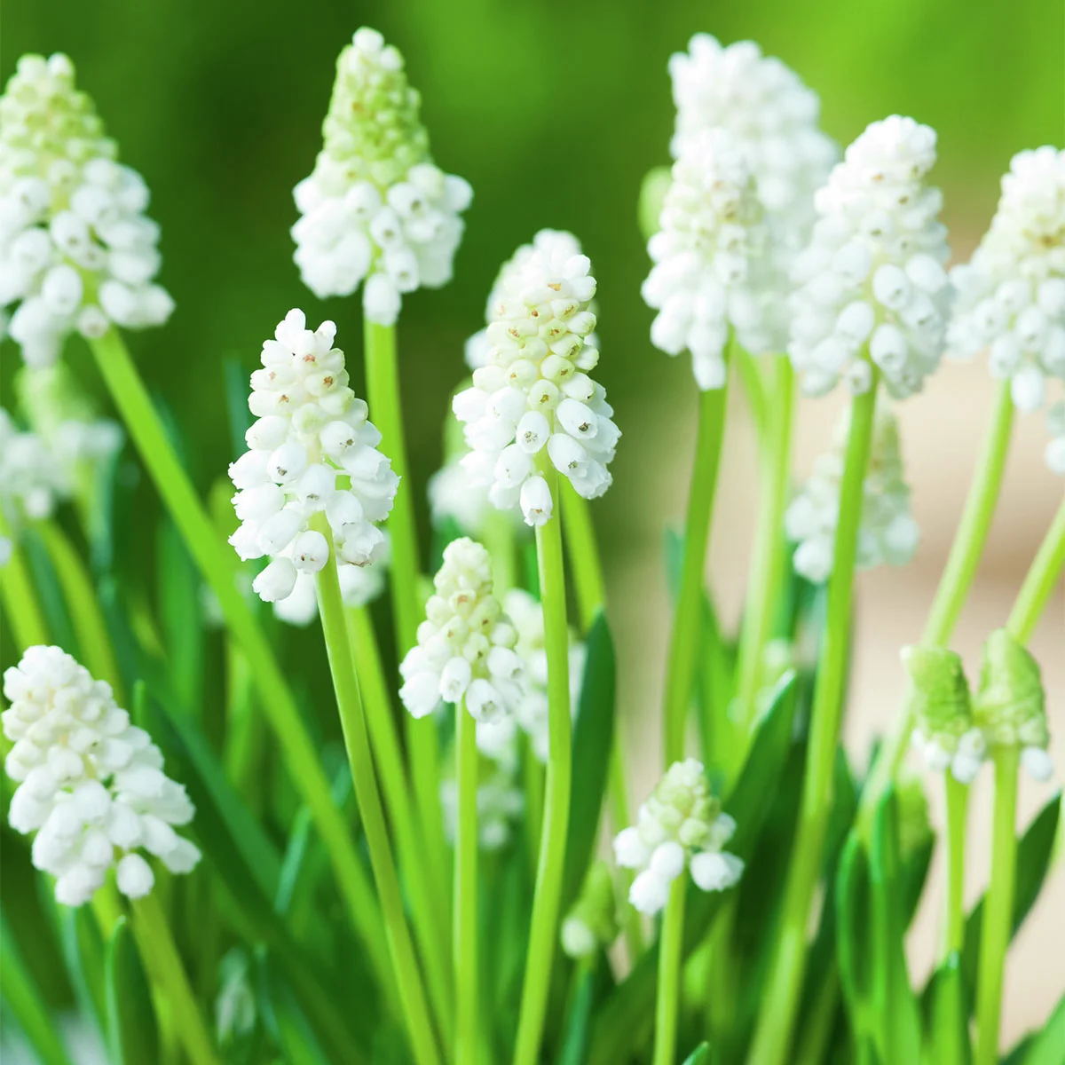 Traubenhyazinthe White Magic