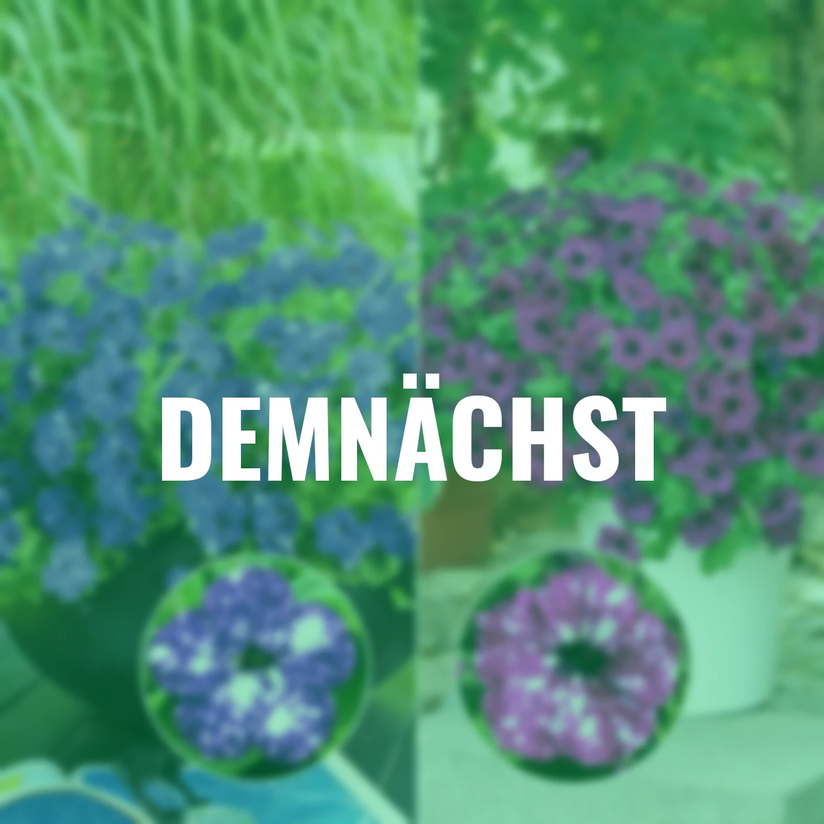 Sommerblumen-Set Night & Royal Sky® 5+1 gratis