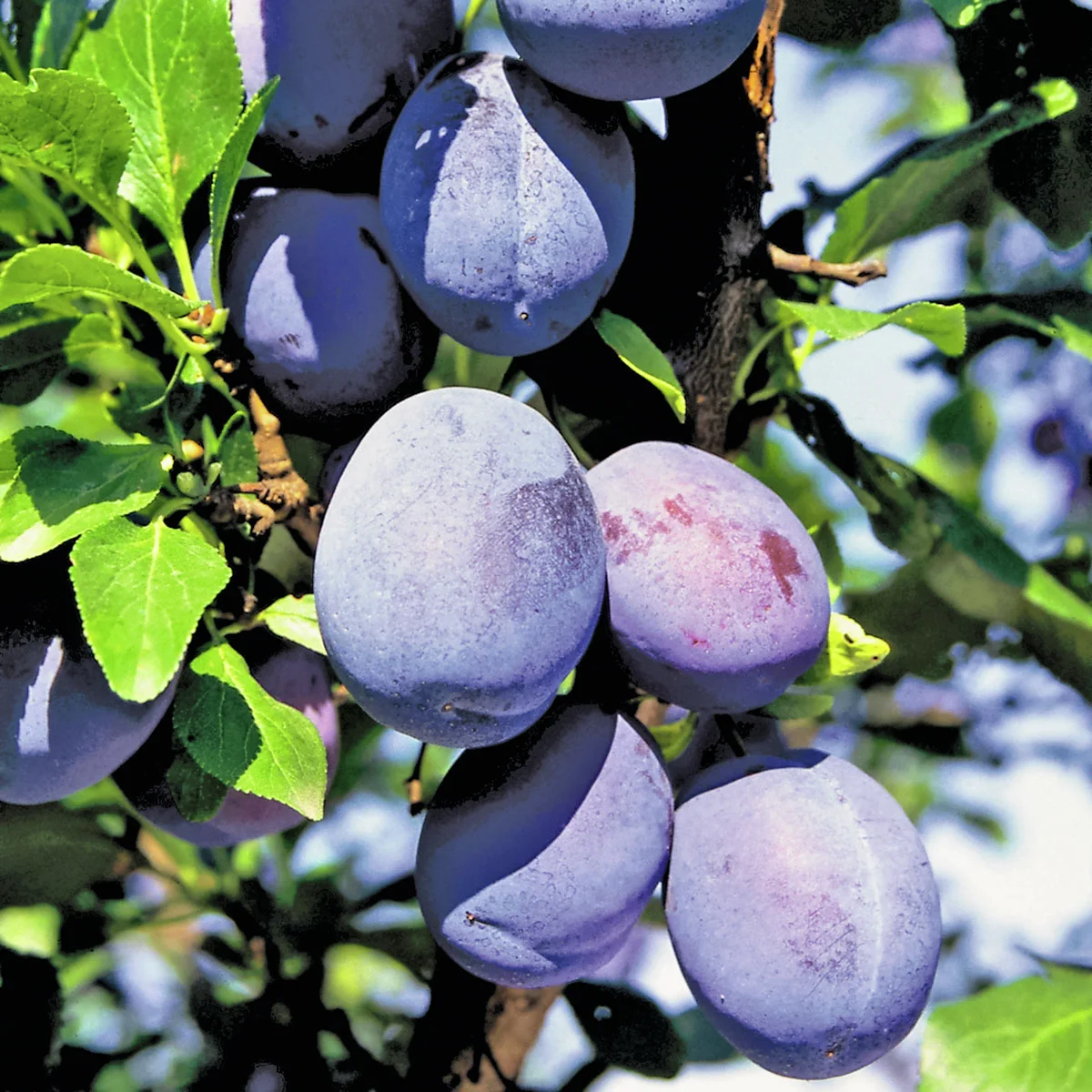 Blaue Säulen-Pflaume