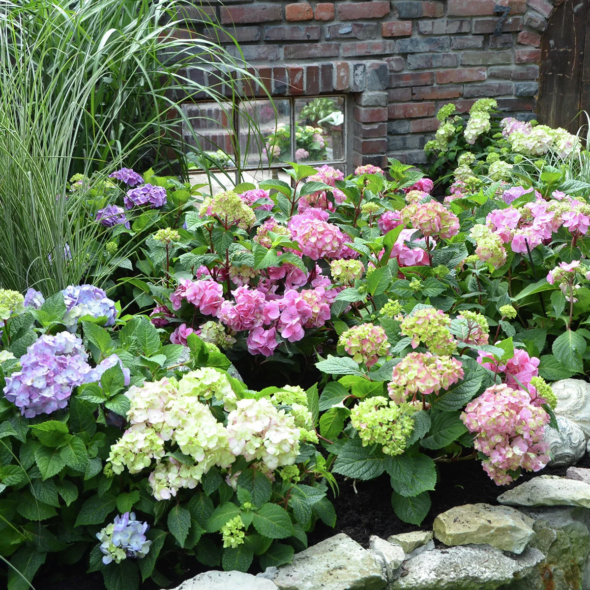 Hortensie Endless Summer® The Original, blau