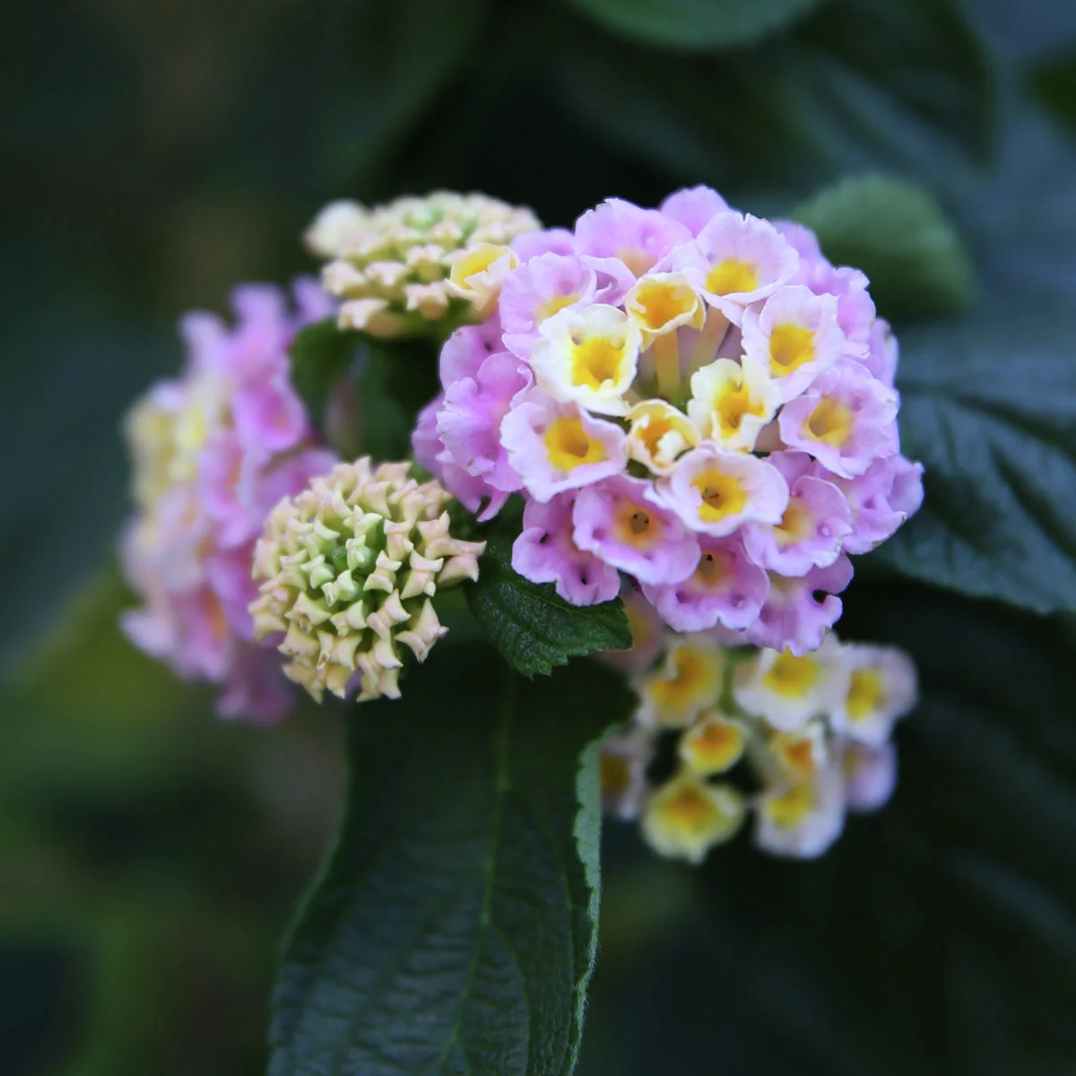 Wandelröschen-Stämmchen, rosa