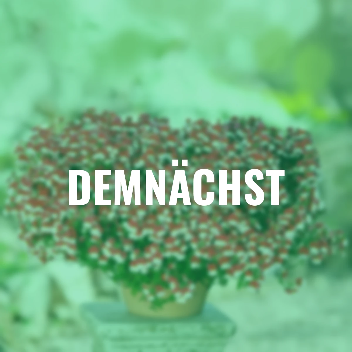 Elfenspiegel, weiß-rot, Sunsatia Cherry on Ice