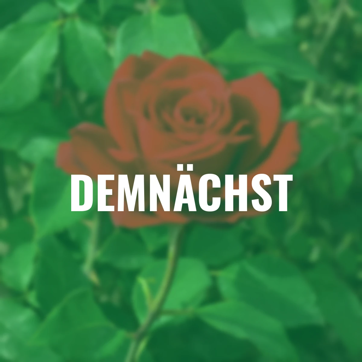 Edelrose Burgundy Vaza, wurzelverpackt