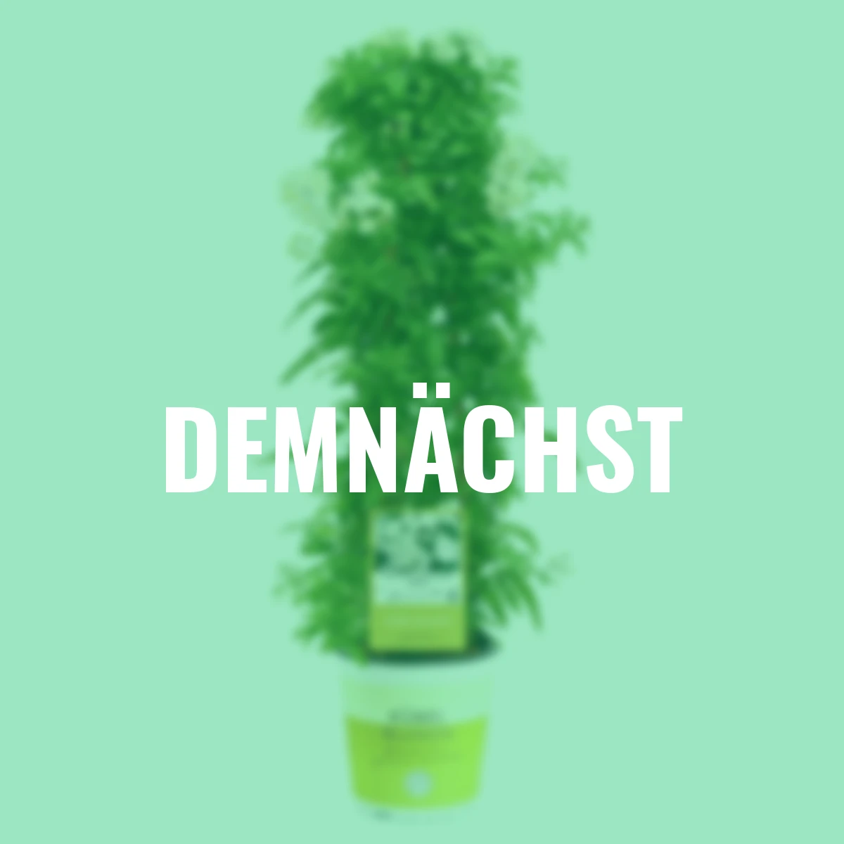 Sommer-Jasmin-Pyramide, weiß,