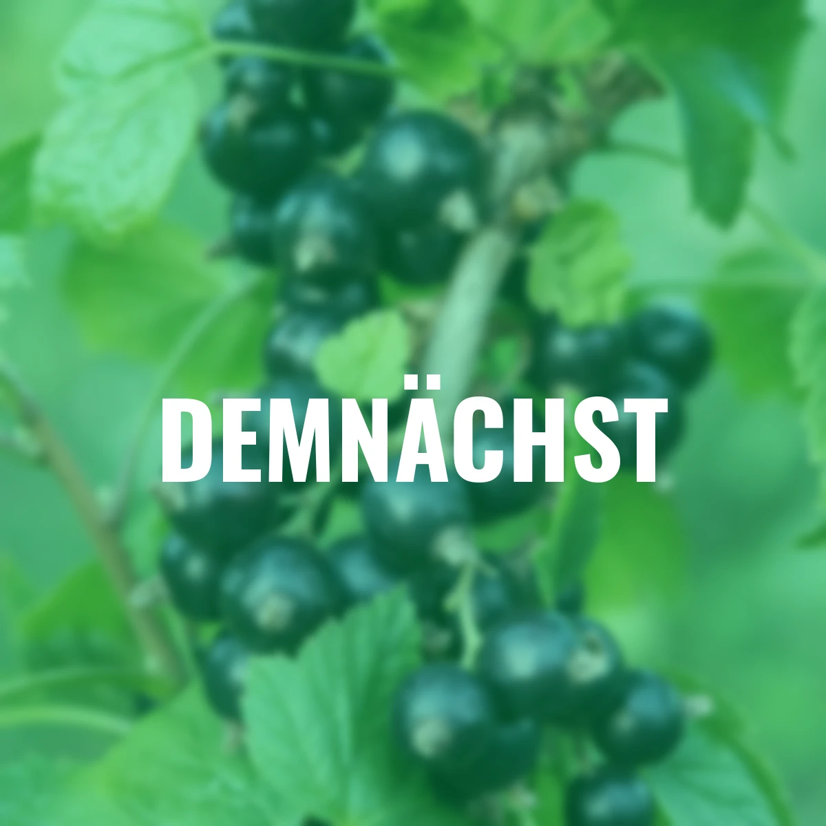 Schwarze Johannisbeere Ben Nevis