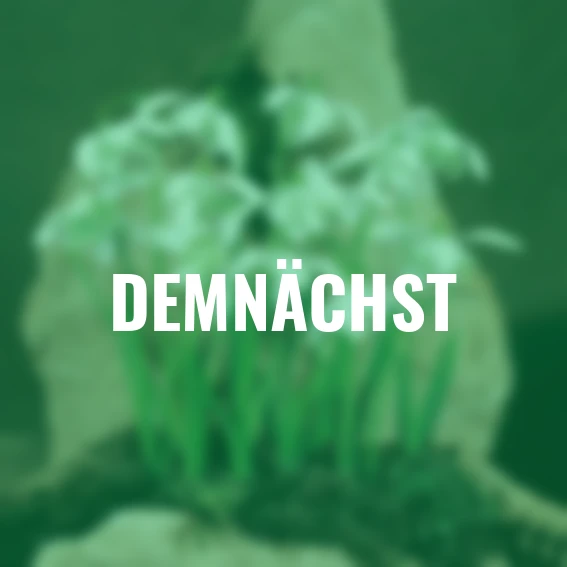 Schneeglöckchen, gefüllt