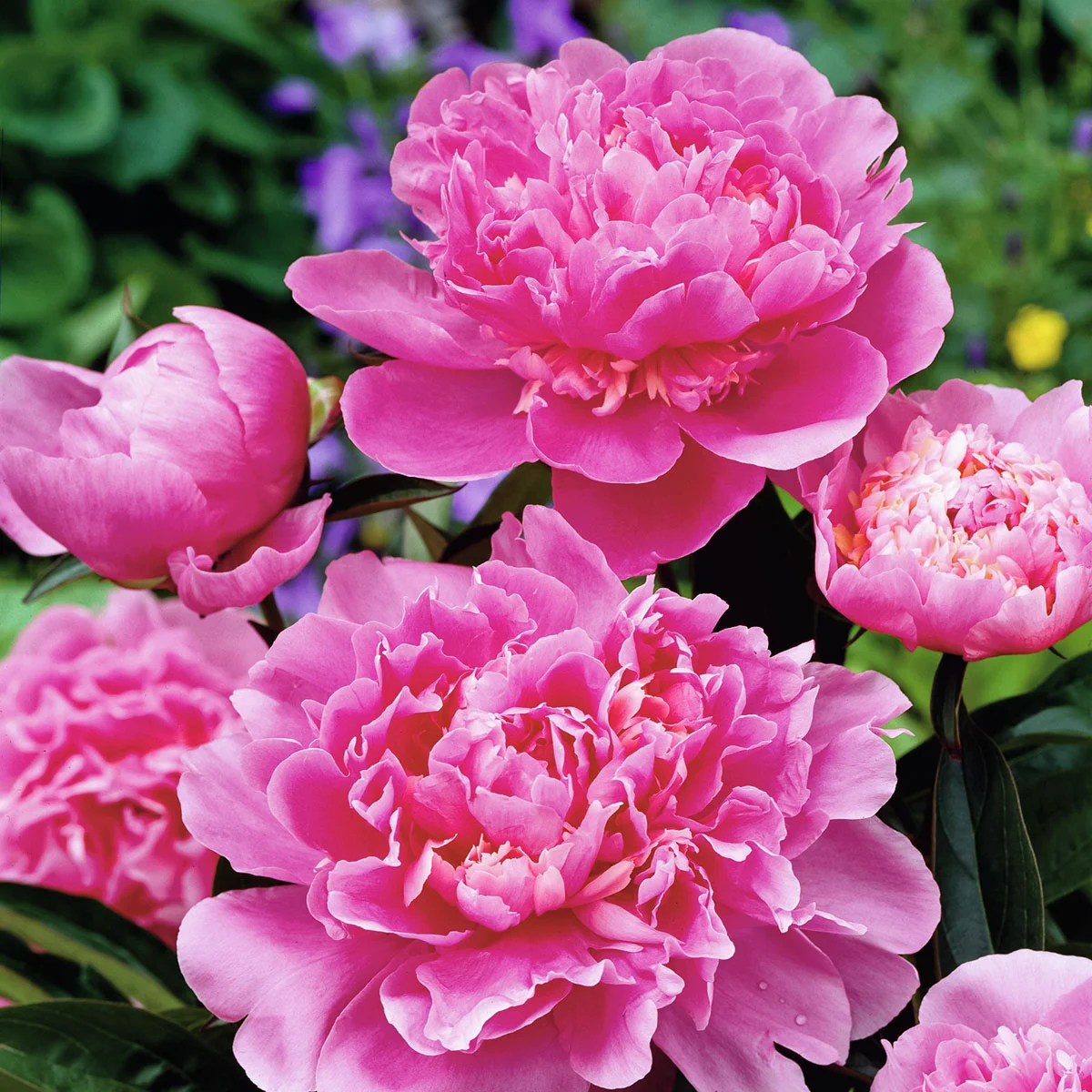 Duftpfingstrose Edulis Superba