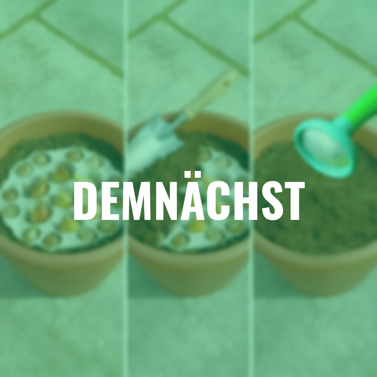 Pflanz-Tray Calla & Prachtscharte