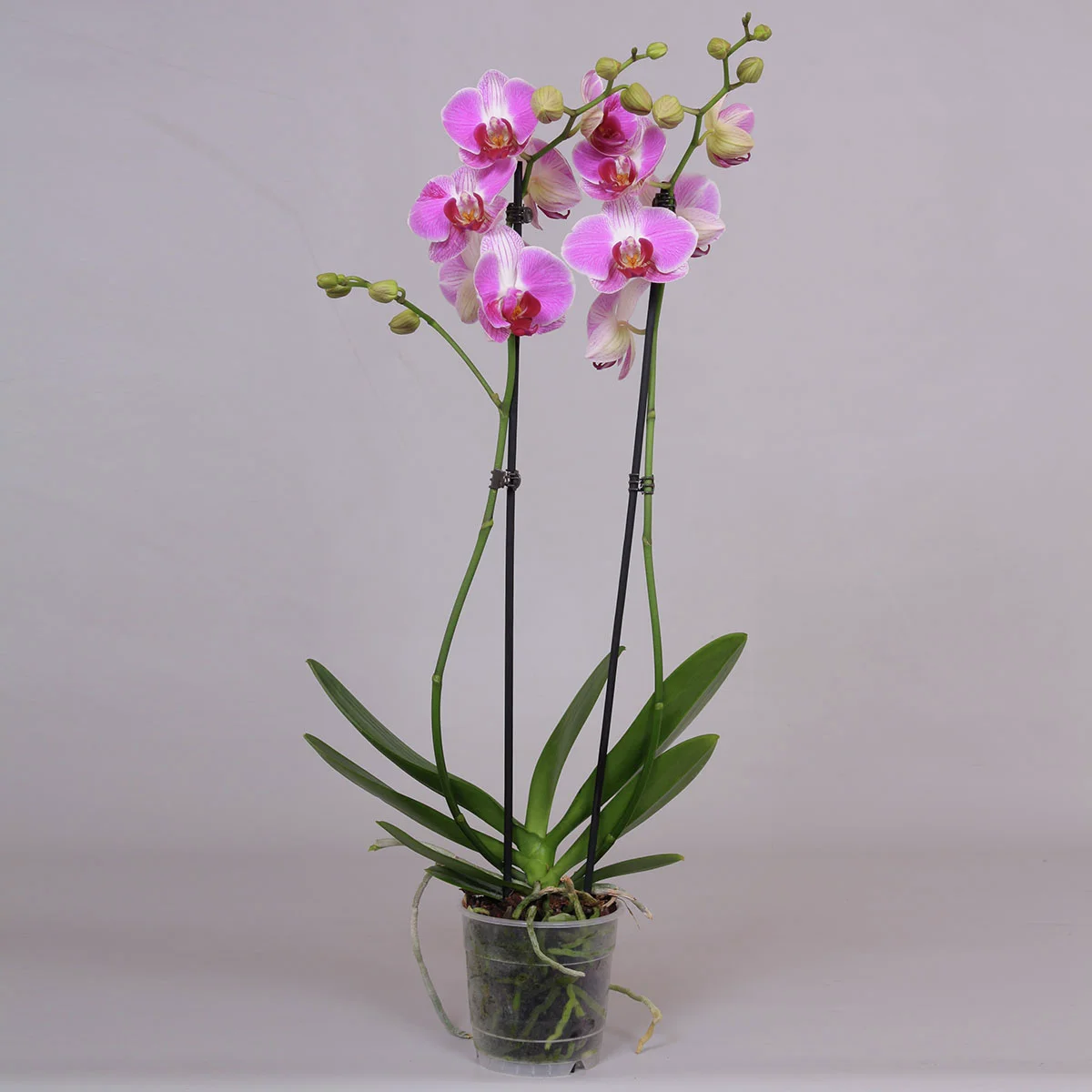Rosa Schmetterlings-Orchidee, im ca. 12 cm-Topf