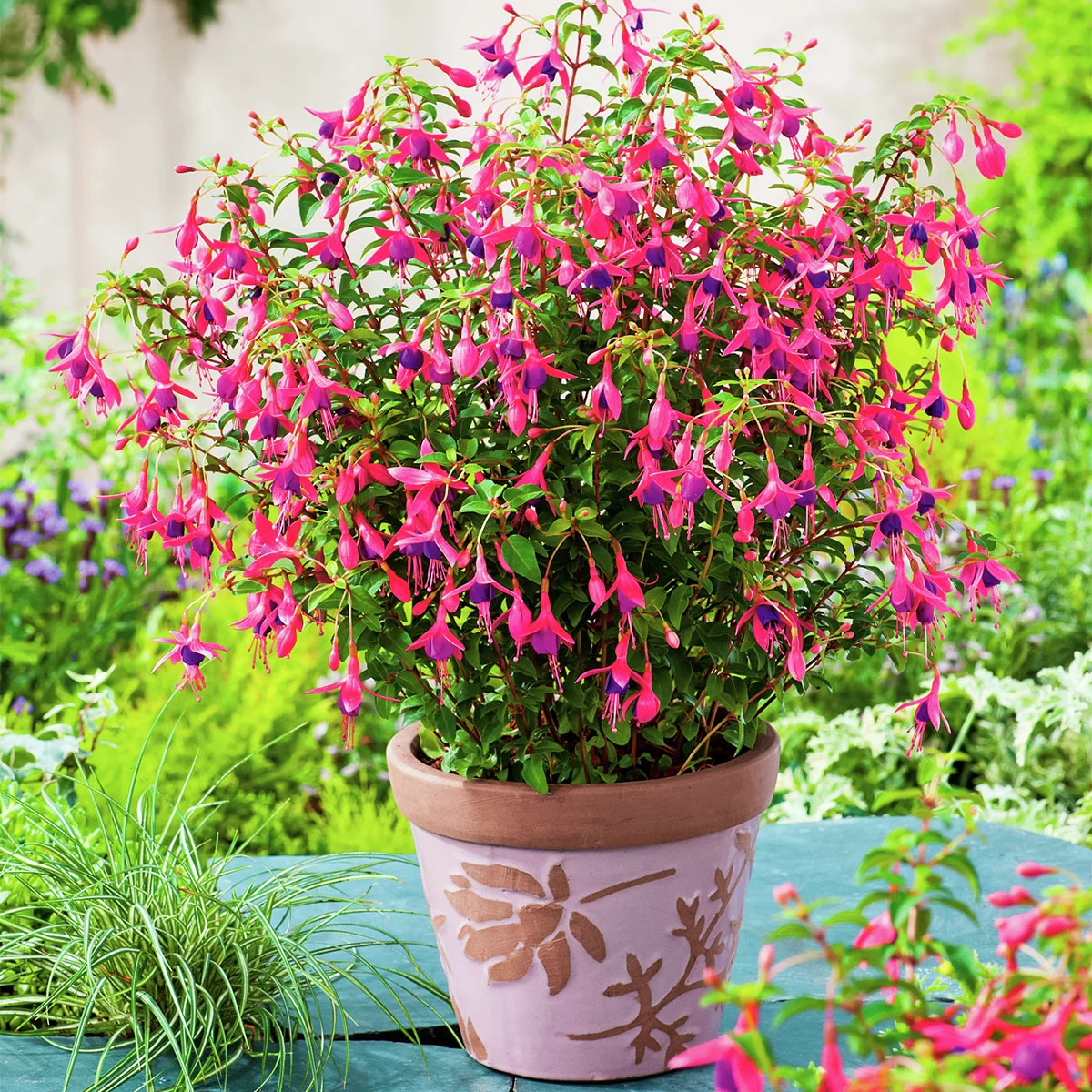 Staudenfuchsie Tom Thumb