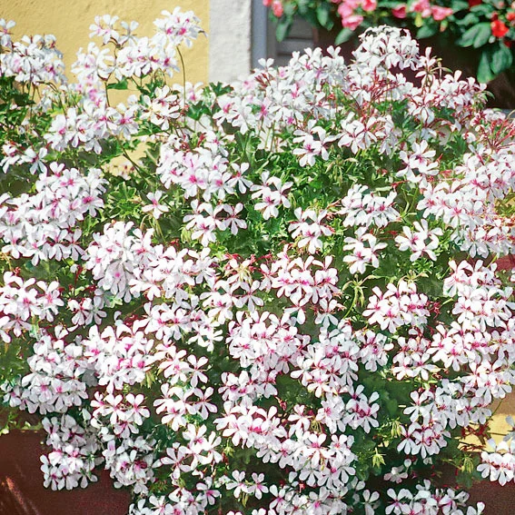 Hänge-Geranie Ville de Dresden, weiß