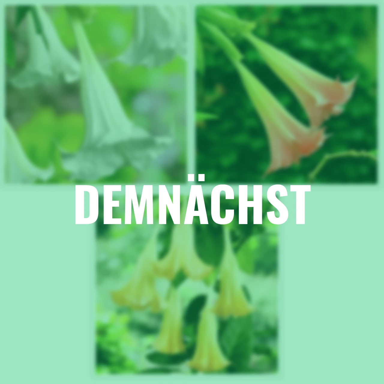 Sommerblumen-Set, Engelstrompeten, rosa-weiß-gelb