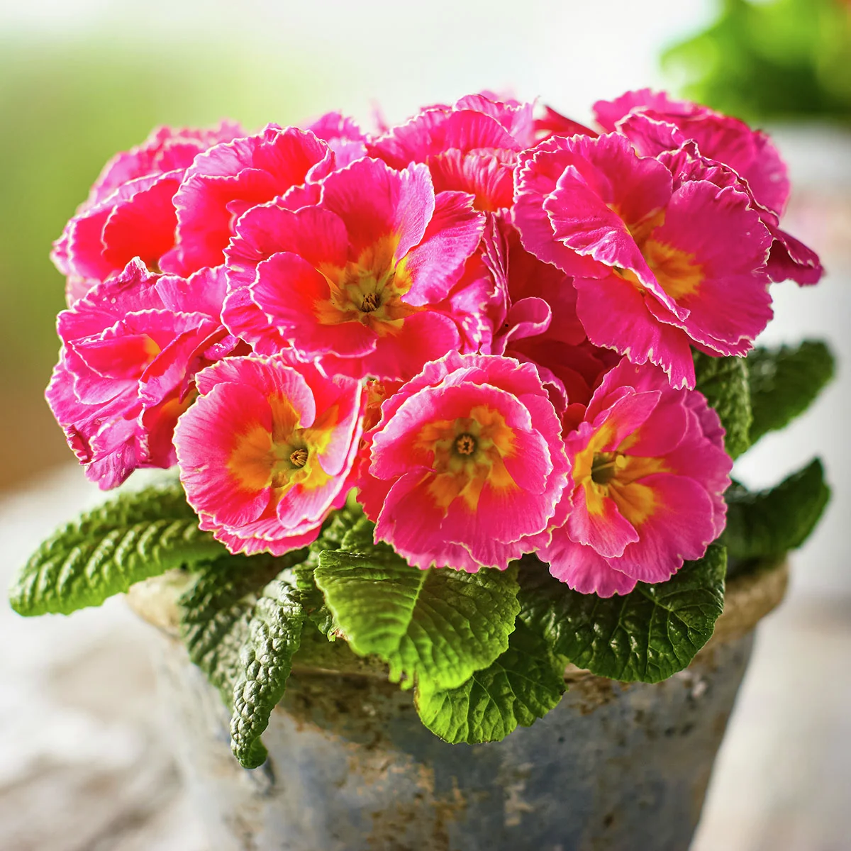 Rose Primrose Girl's Delight Pink Shades®