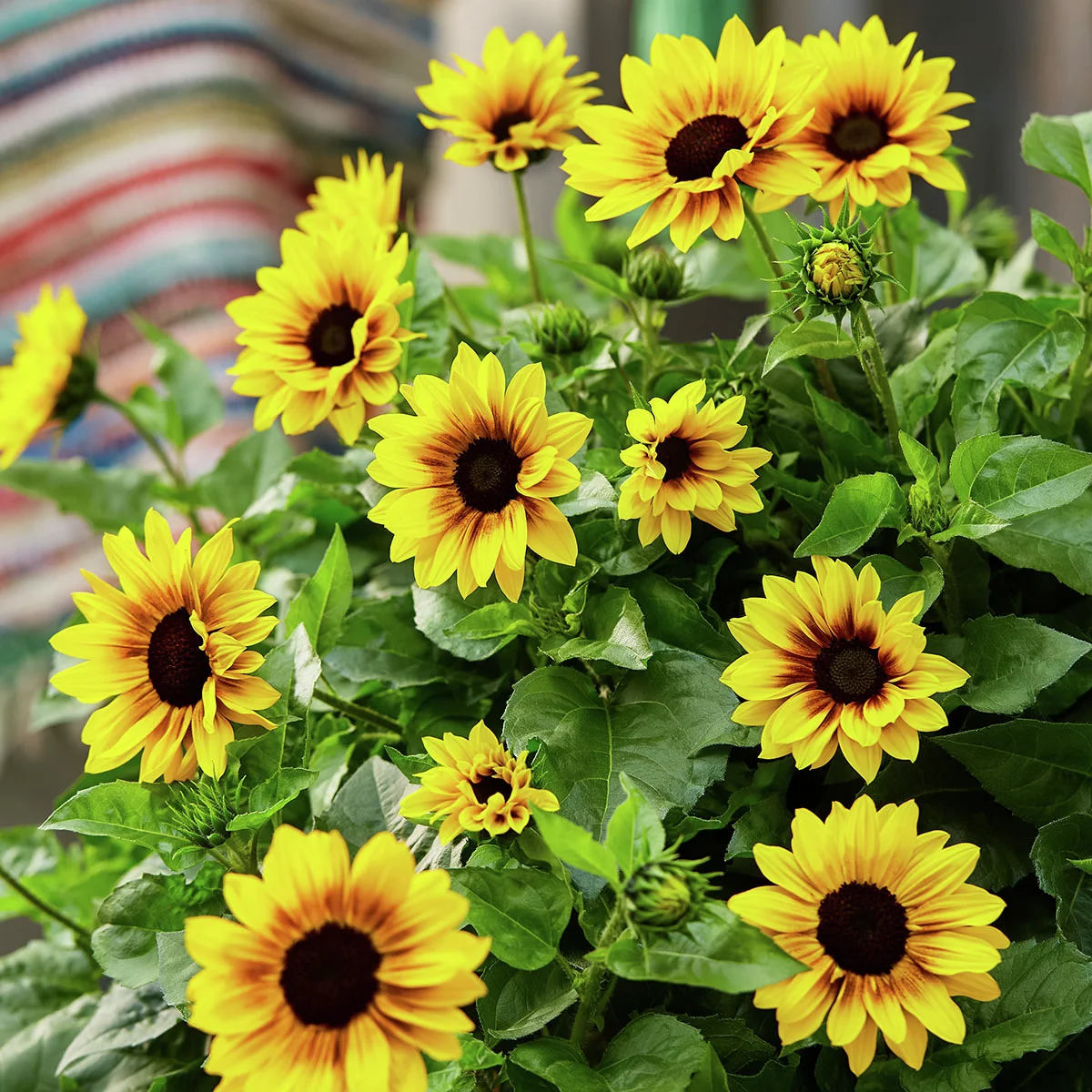 Premium Sonnenblume SunBelievable™