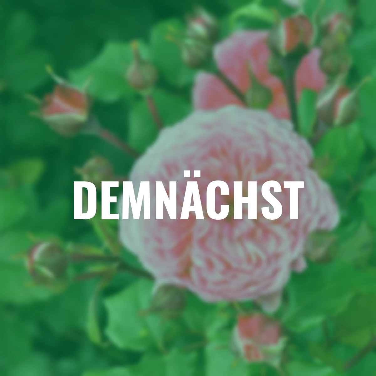 Essbare Culinaric Rose, rosa-apricot