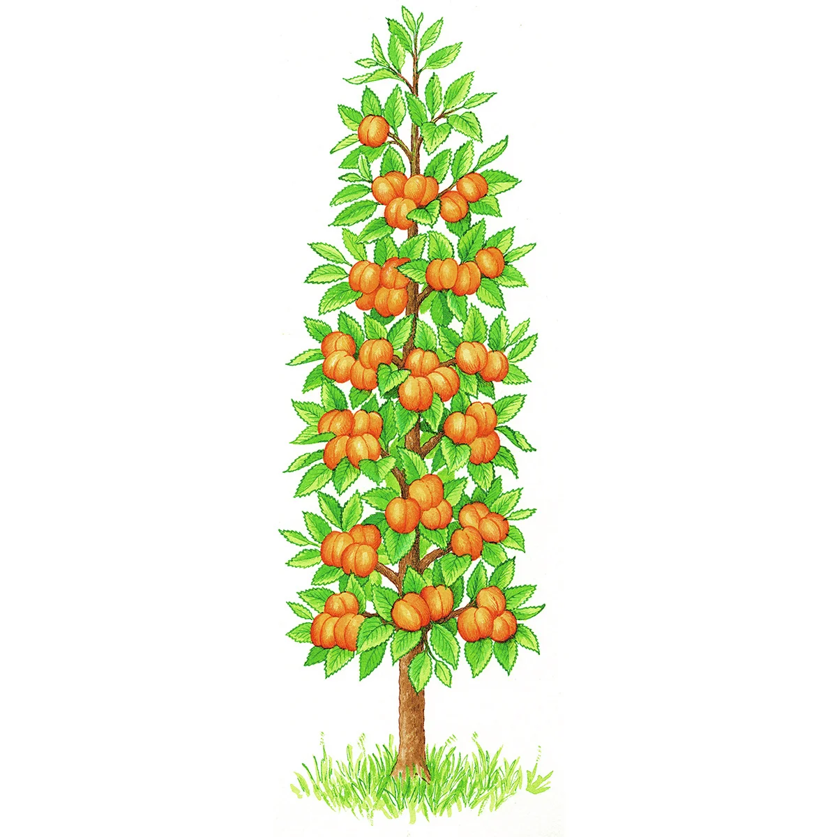 Säulen-Aprikose Golden Sun