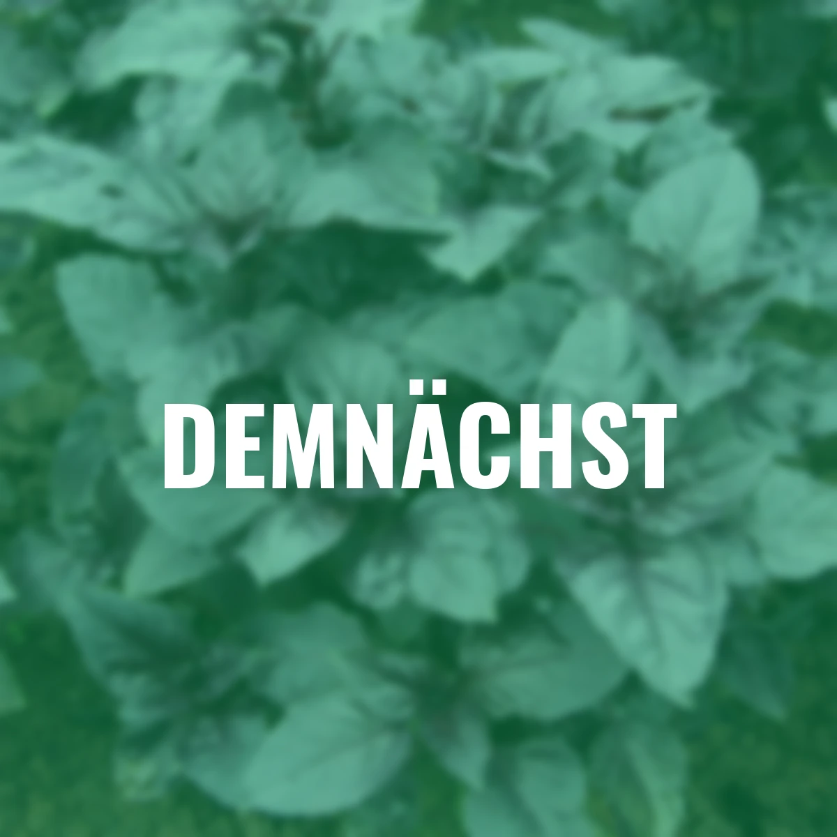 Saatgut-Holzbox Kräutergarten, 7 Saatgut-Sorten