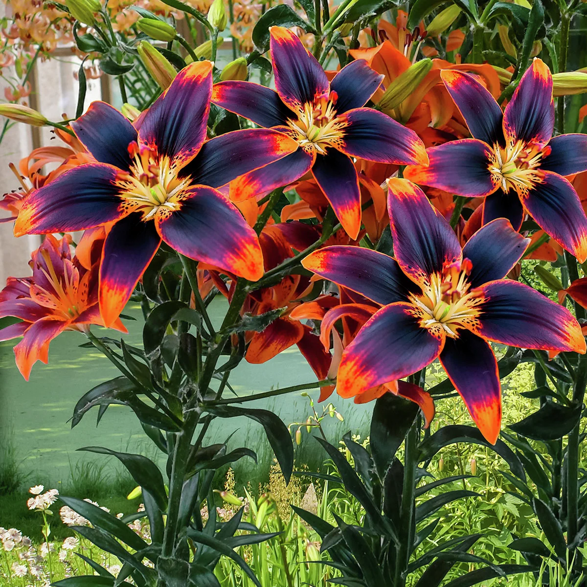 Asiatische Lilie Forever Susan