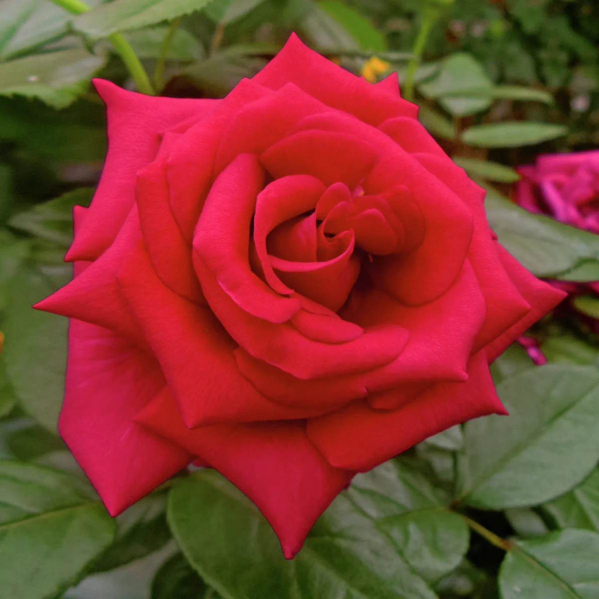 Rote Kletterrose