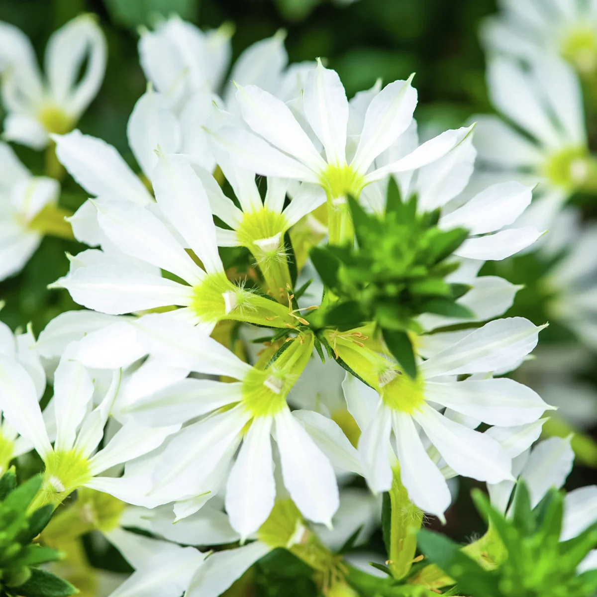 Weiße Fächerblume