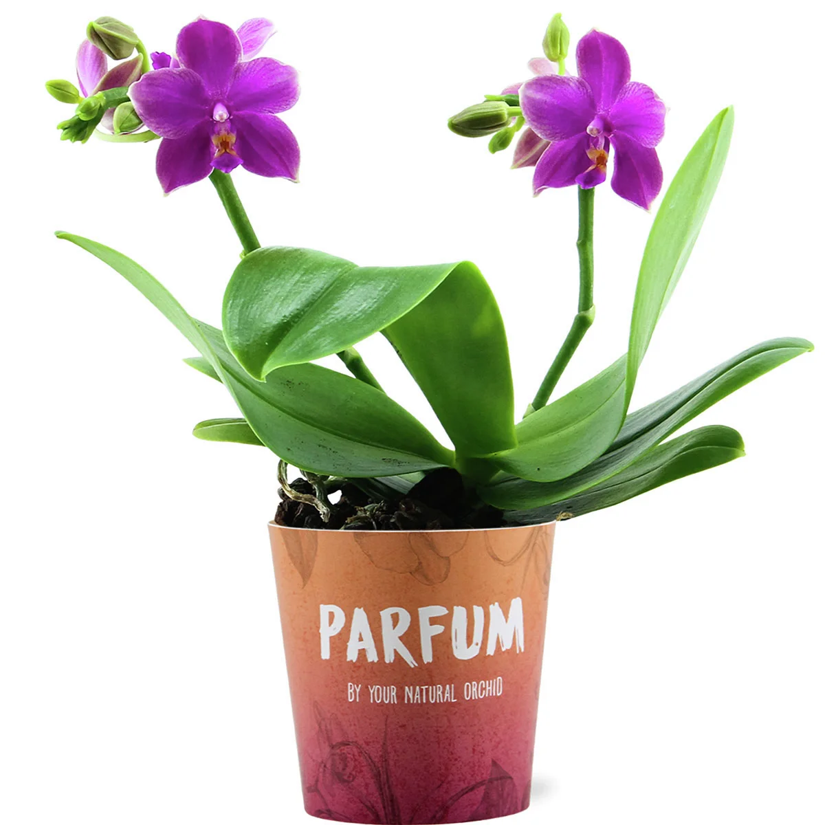 Duftorchidee Love Potion, Höhe ca. 30-40 cm