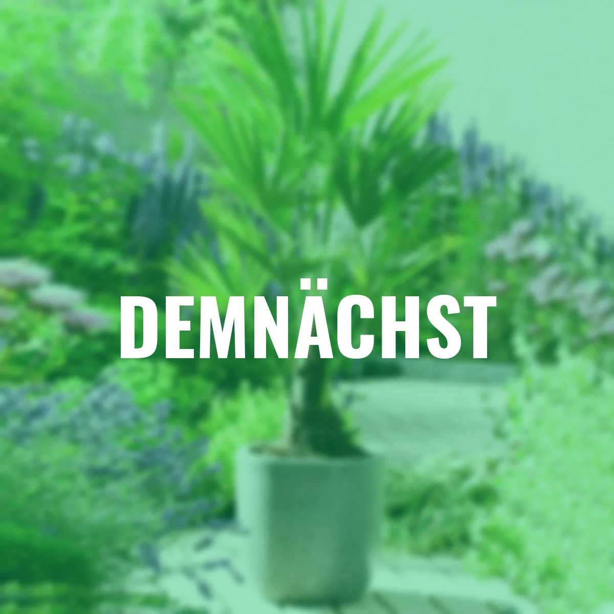 Hanfpalme, im ca. 25 cm-Topf
