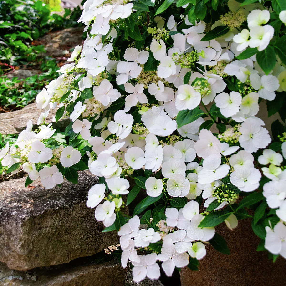 Girlanden-Hortensie Runaway Bride ® Snow White, im ca. 20 cm Topf