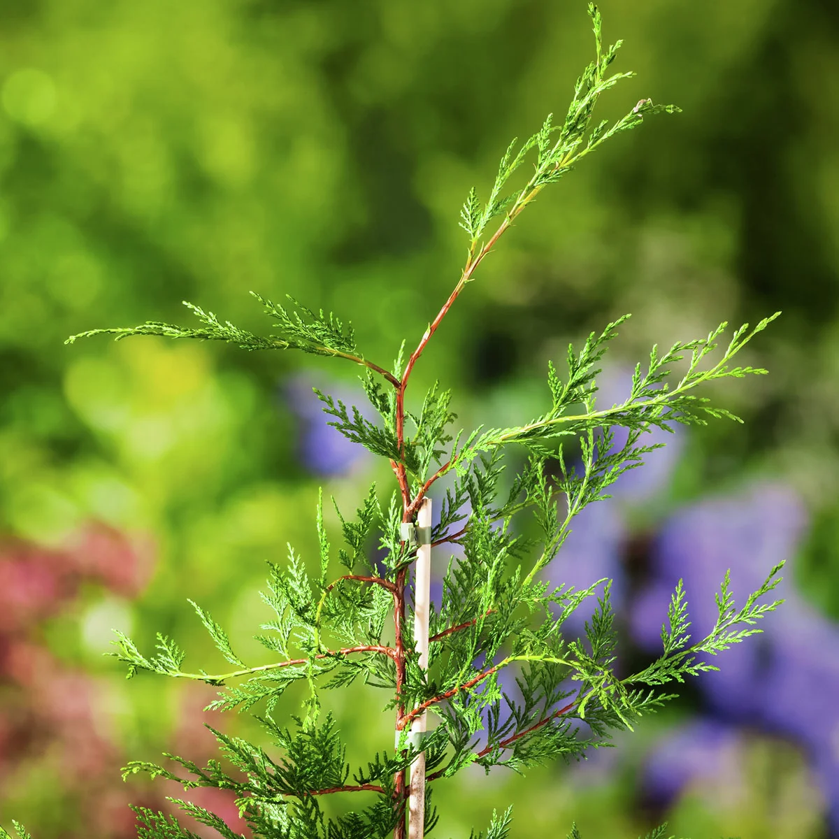 Leylandzypresse, Höhe ca. 25-30 cm