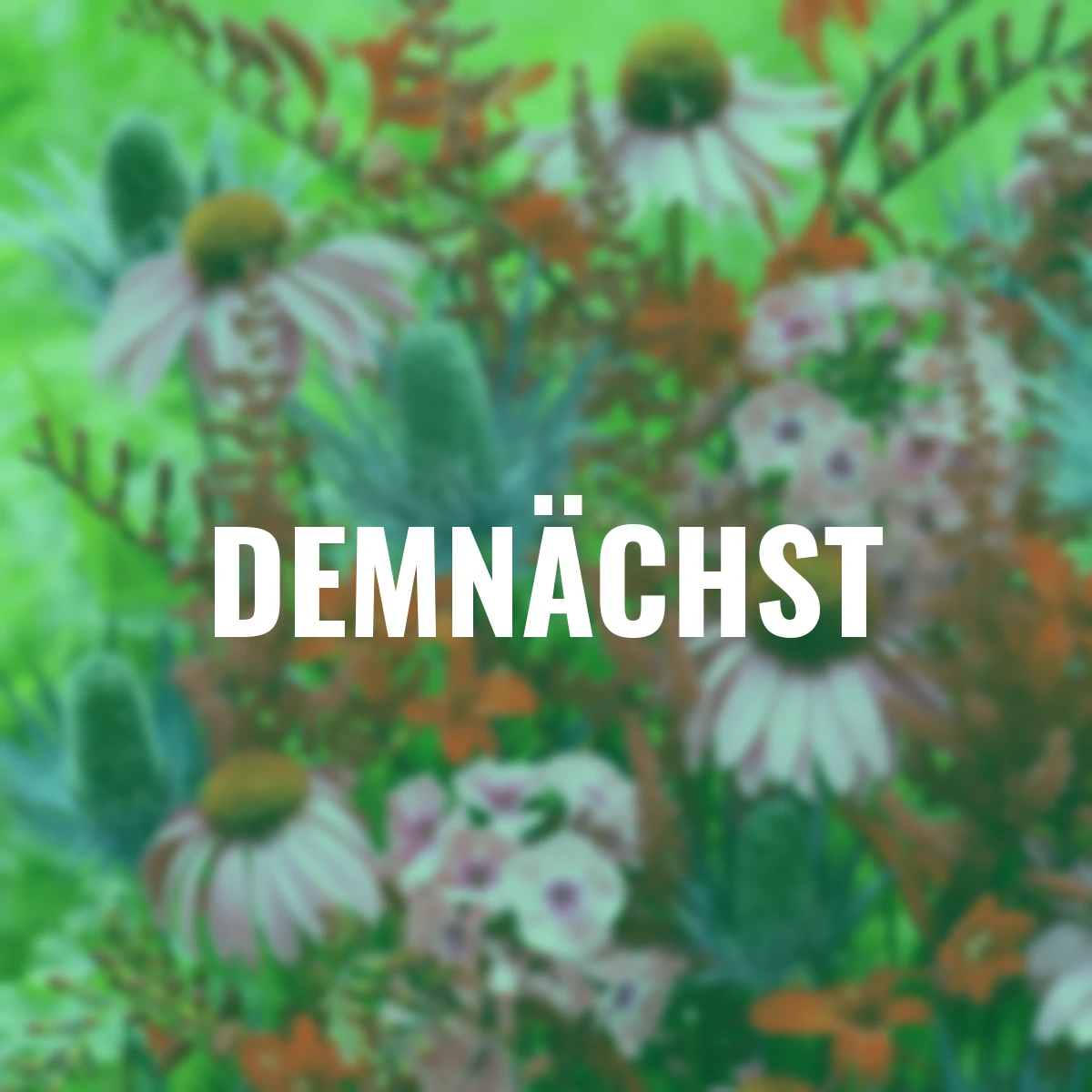 Stauden-Set Bienentraum