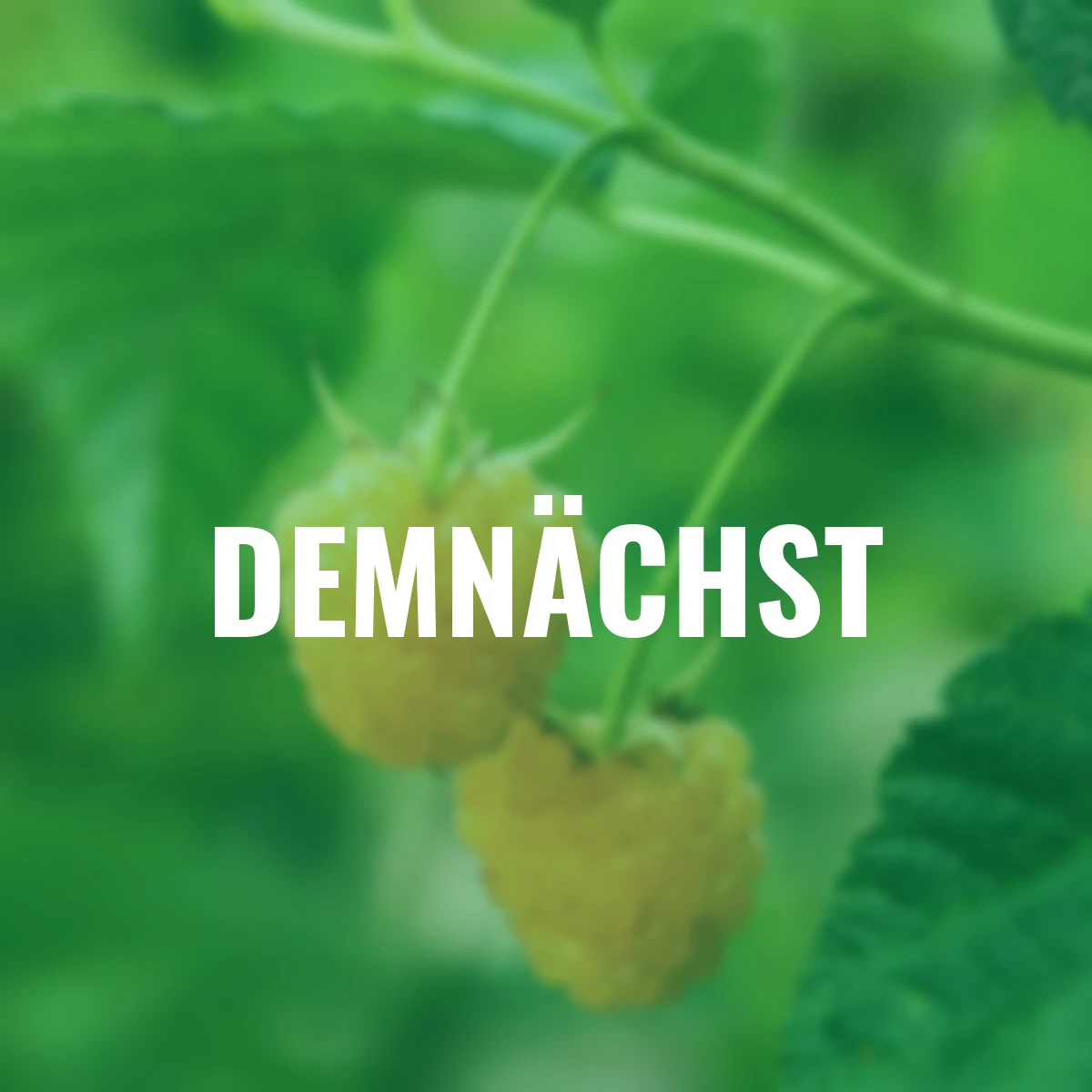 Himbeere Twotimer® Sugana® Yellow, Höhe ca. 40-50 cm