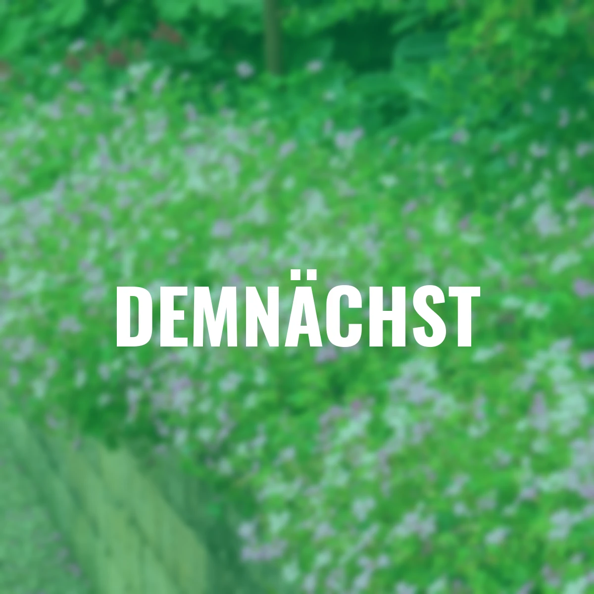 Oxford-Storchschnabel Rose Clair