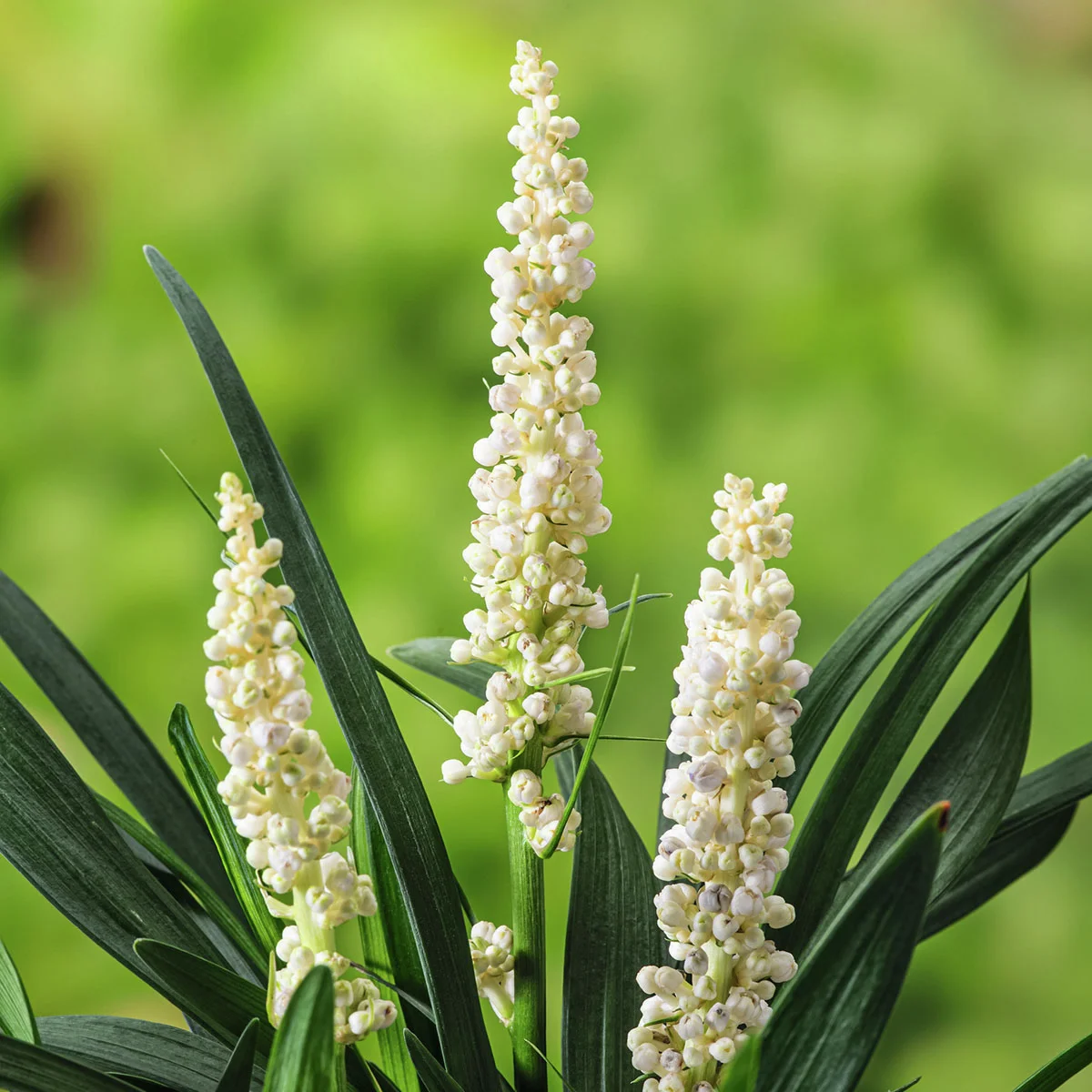 Traubenlilie Monroe White