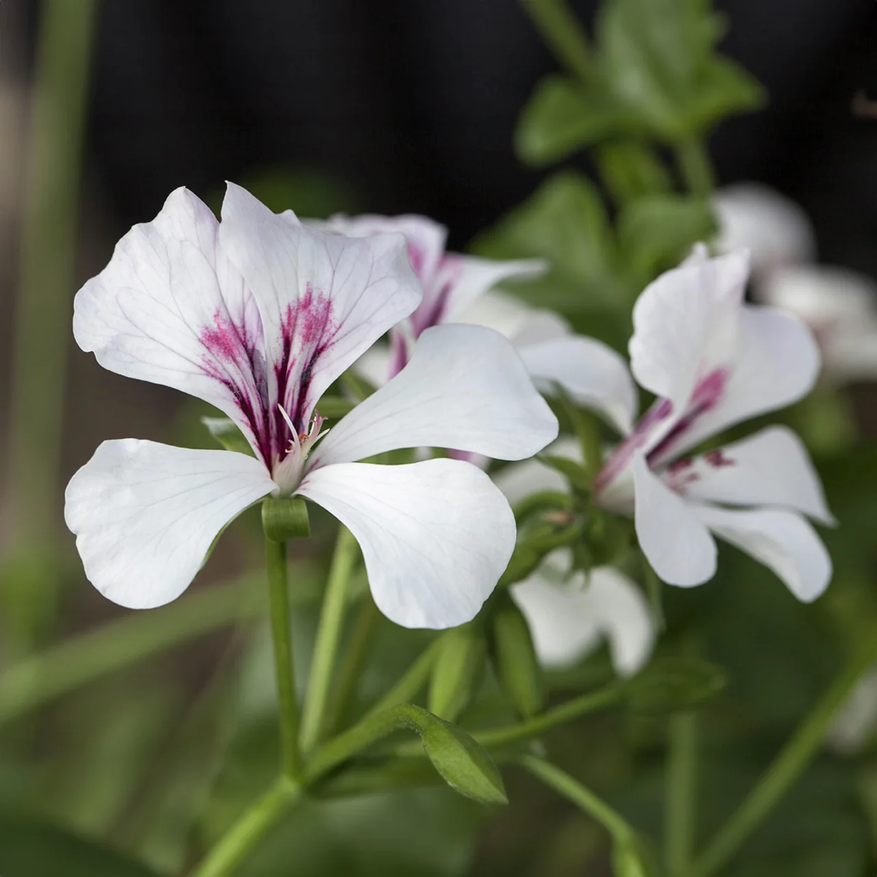 Hänge-Geranie Ville de Dresden, weiß