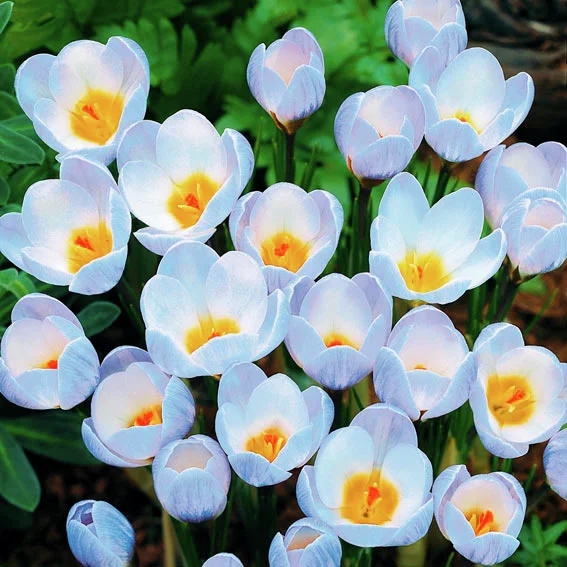 Wildkrokus Blaue Perle
