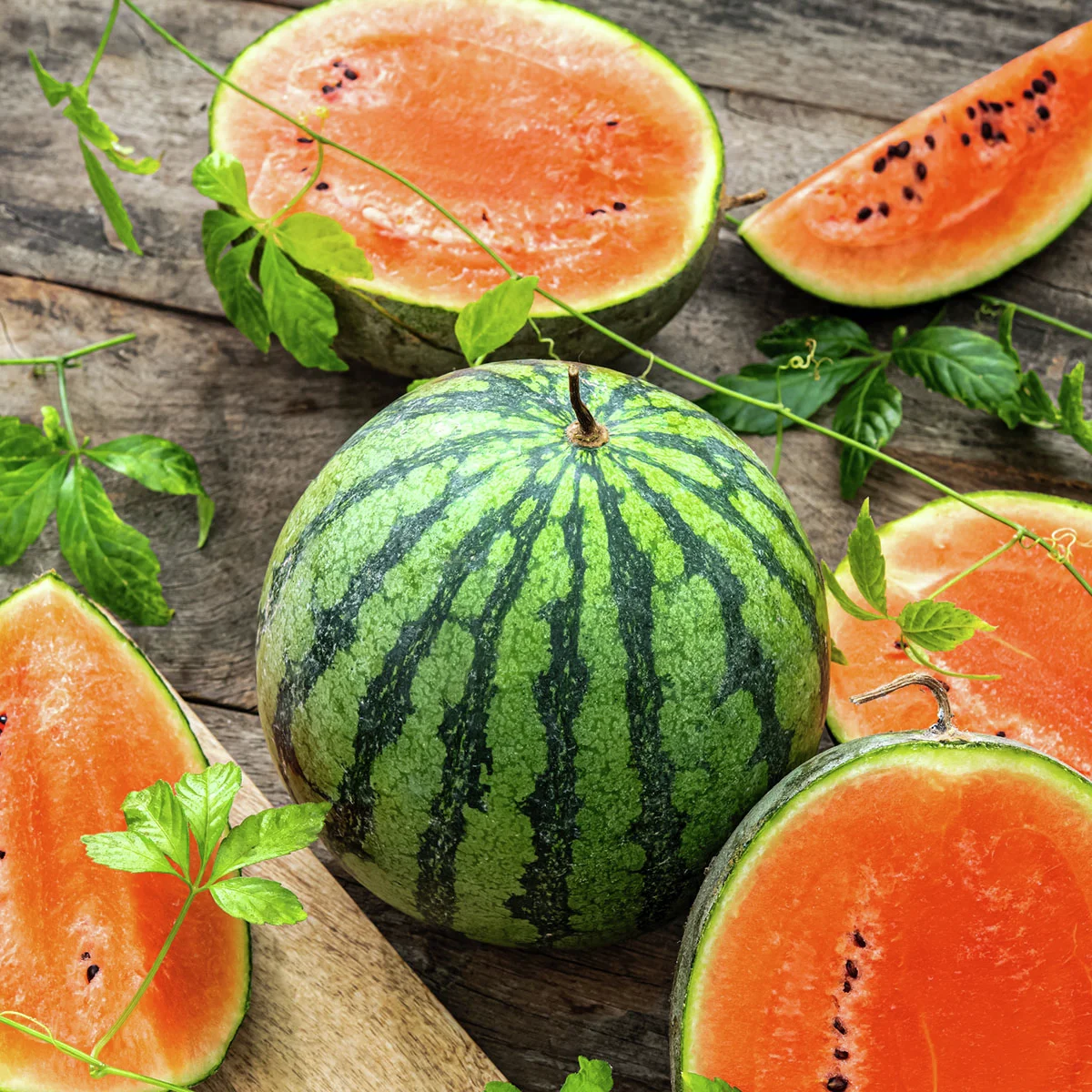 Wassermelonenpflanze