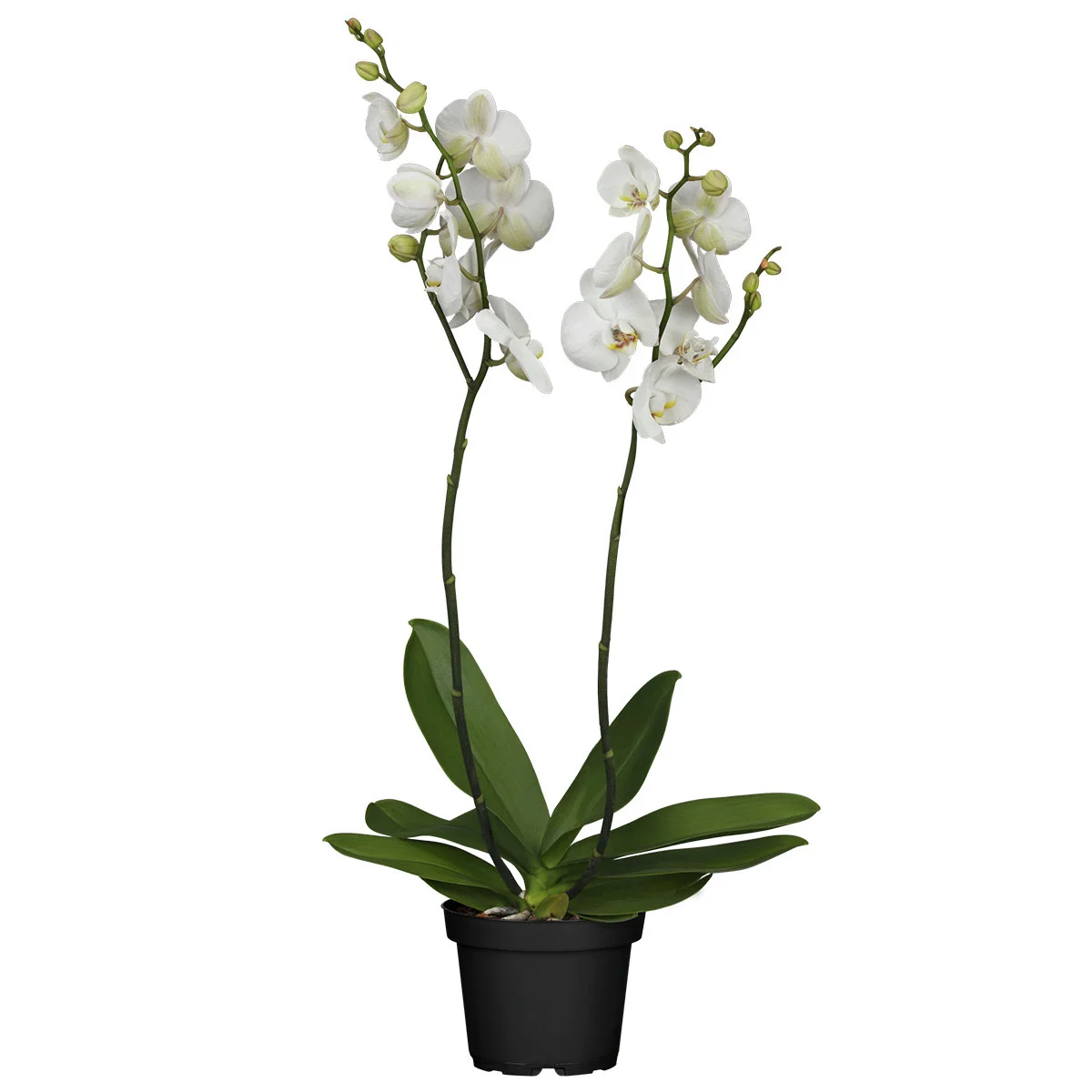 Schmetterlings-Orchidee Grandiflora, Höhe ca. 50-60 cm