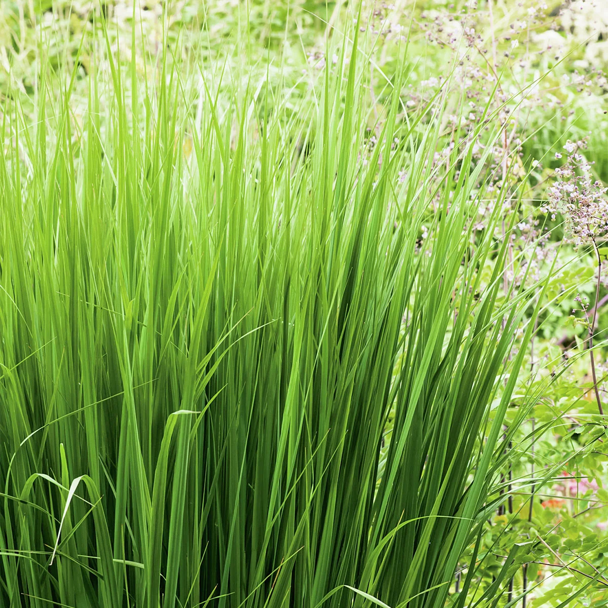 Säulen-Rutenhirse Northwind