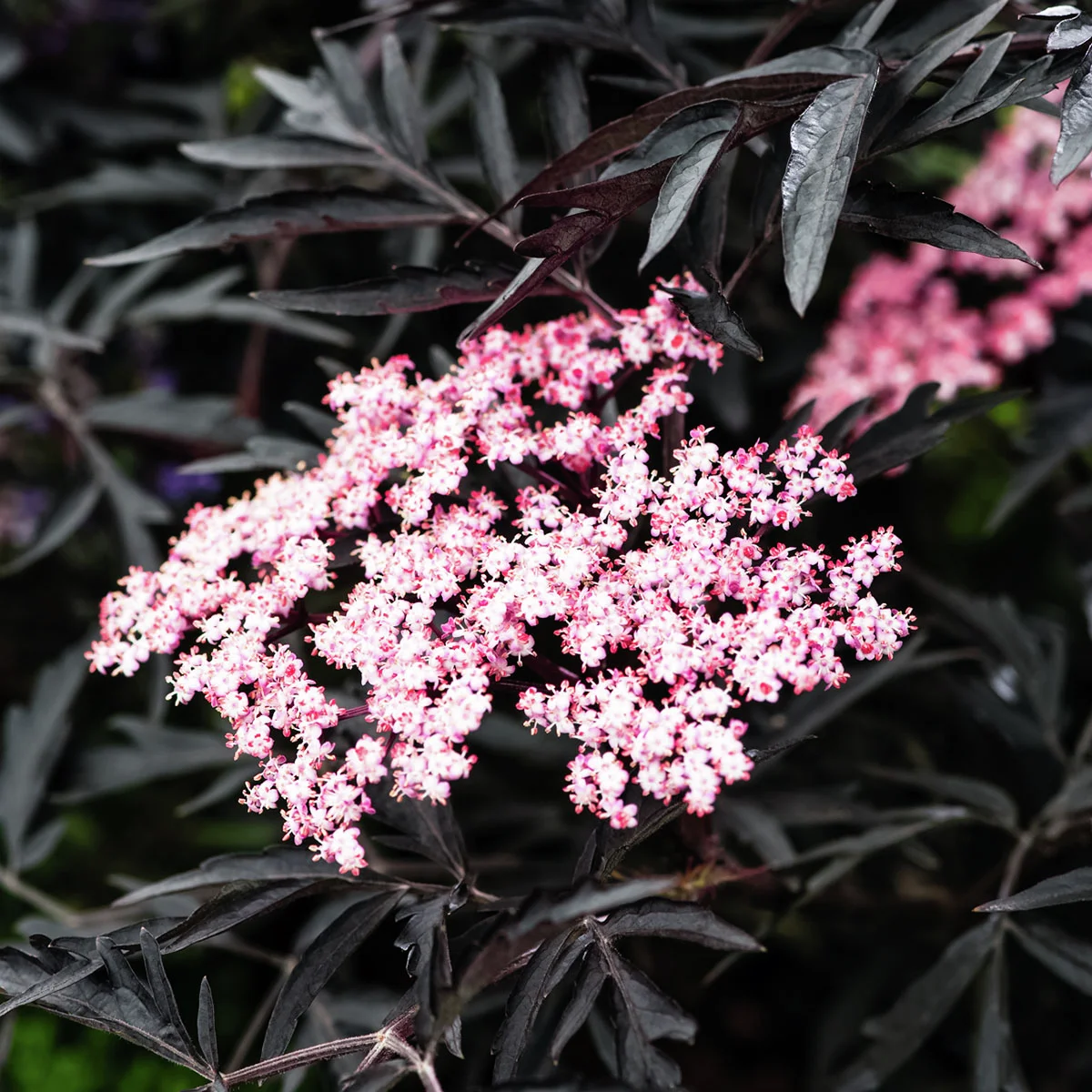 Duft-Holunder Black Lace(R), im ca. 19 cm-Topf