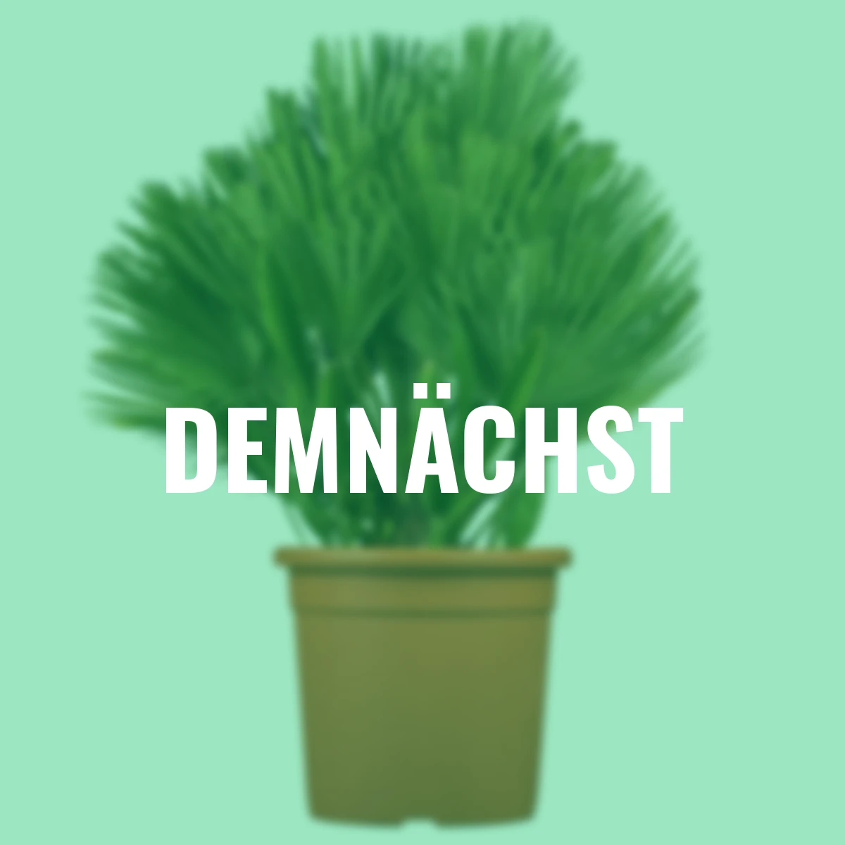 Sizilianische Zwergpalme Etna