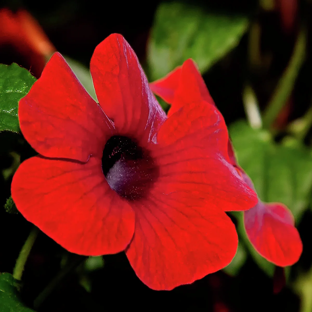 Schwarzäugige Susanne, rot