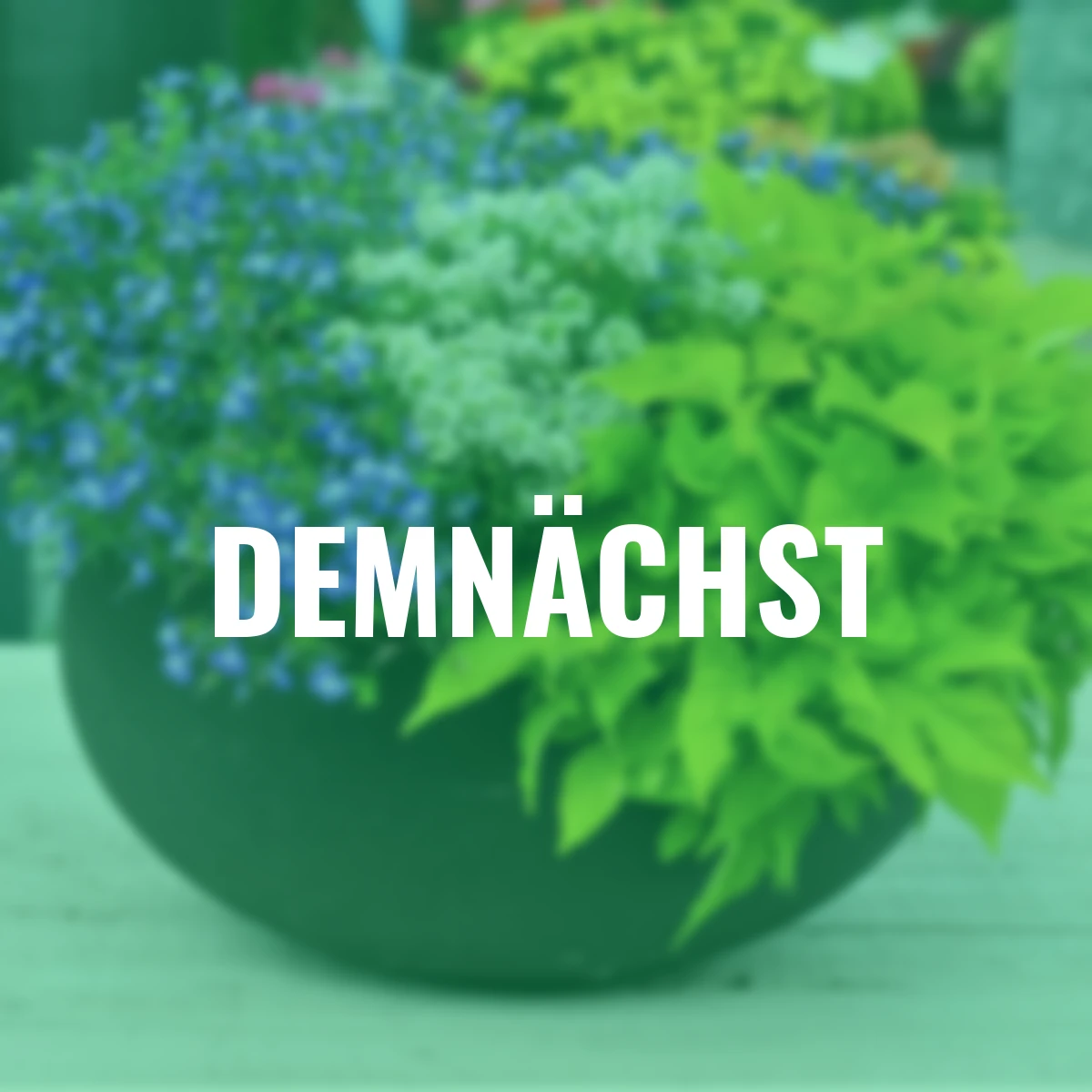 Sommerblumen-Set Blütenmeer Ensemble, 9 Stück