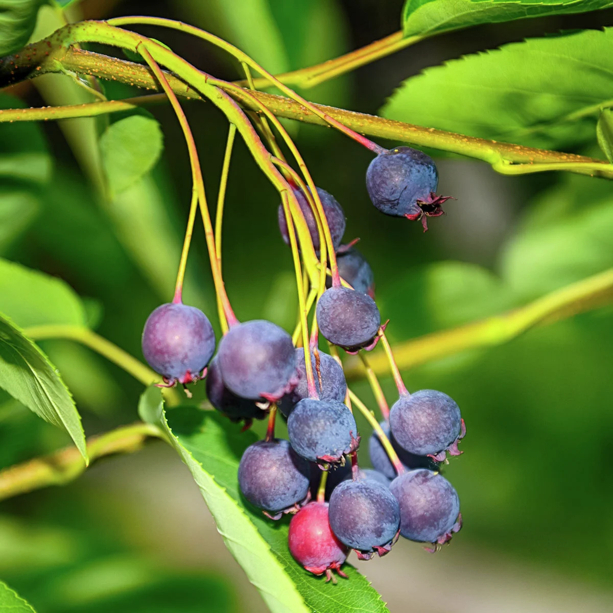 Felsenbirne Greatberry Garden
