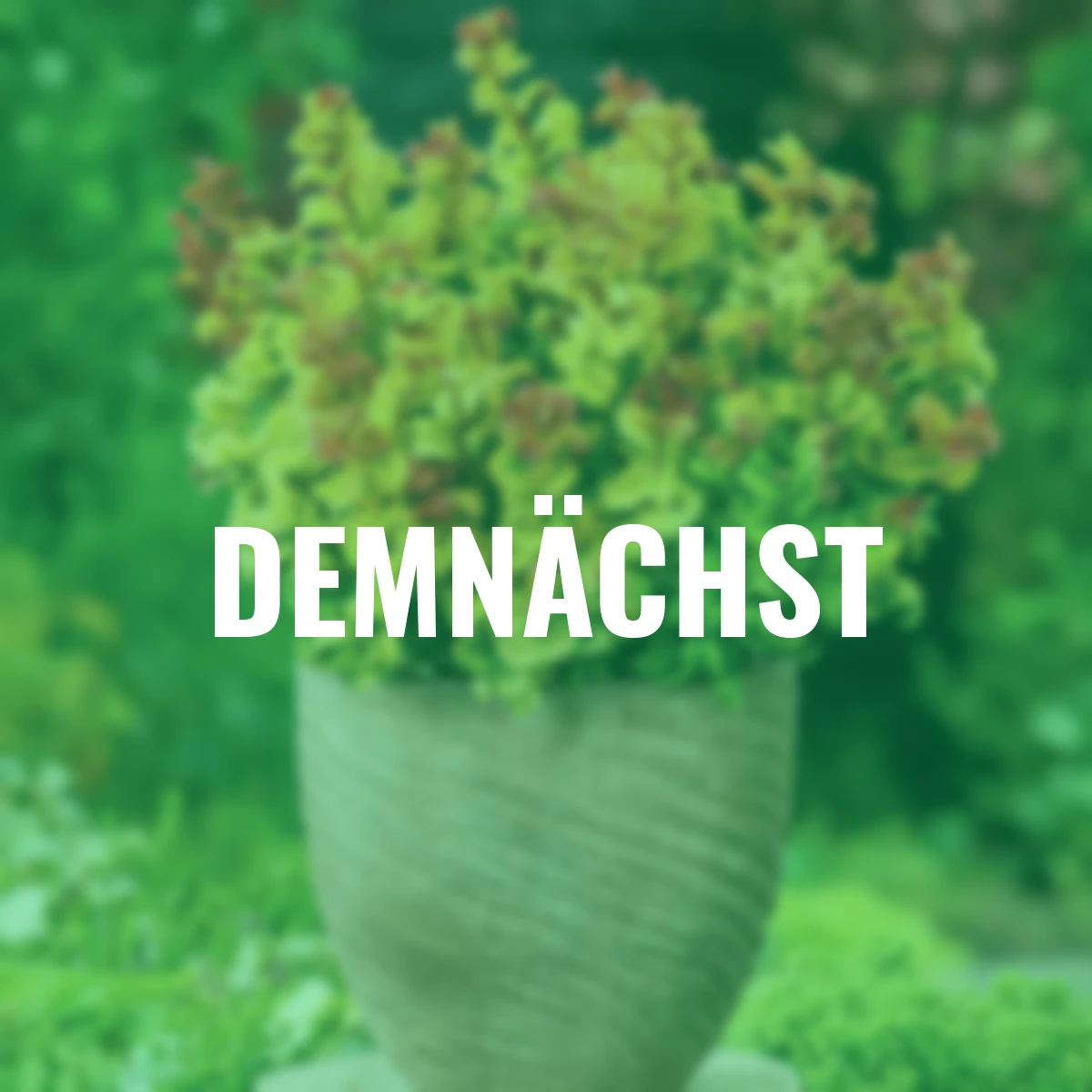 Traubenheide Curly Gold