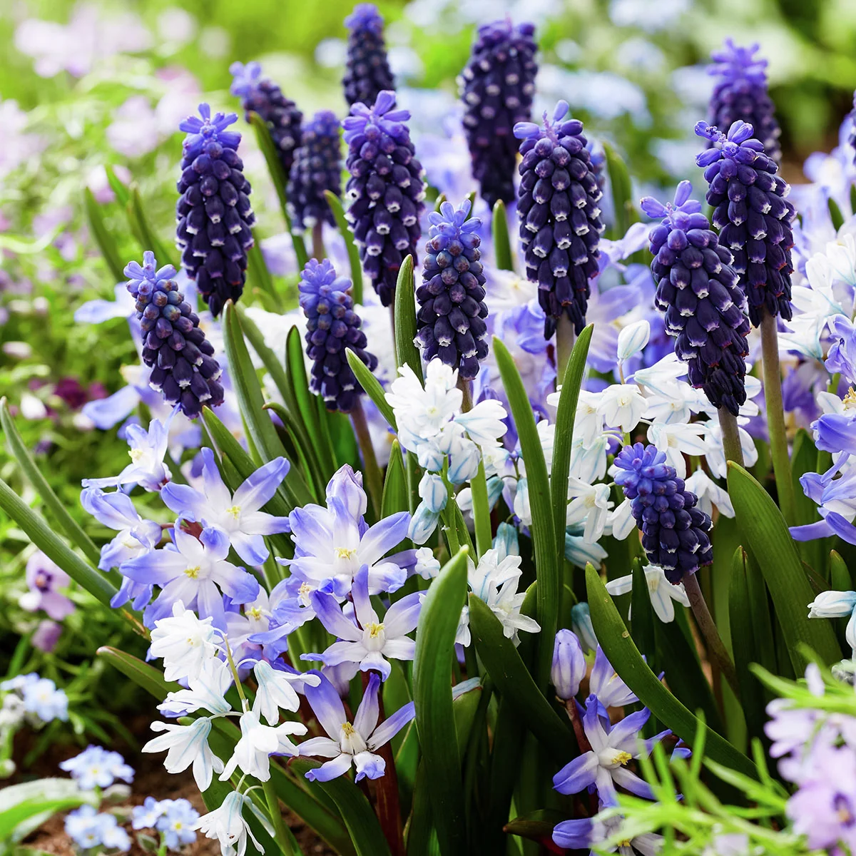 Blumenzwiebel-Mischung Bluetiful