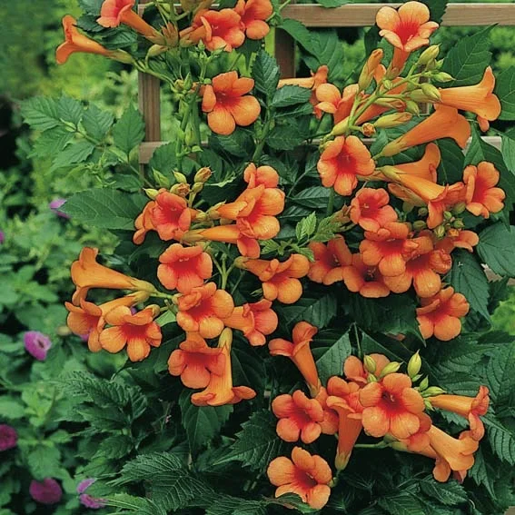 Trompetenblume Summer Sunset