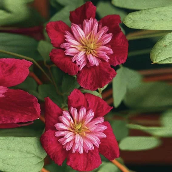 Clematis Avant-garde(TM) Festoon(TM)