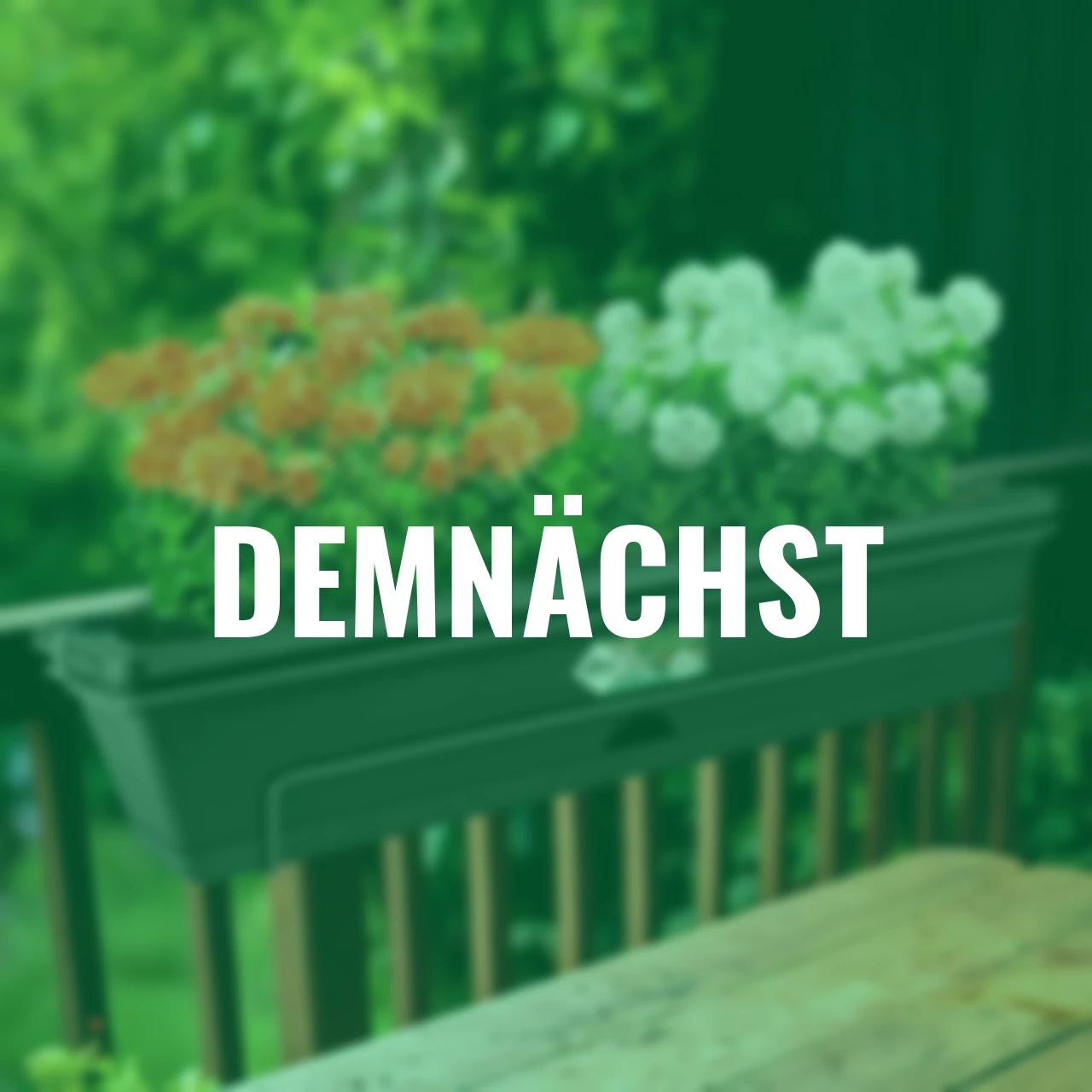 Geranien-Set Orange & Weiß