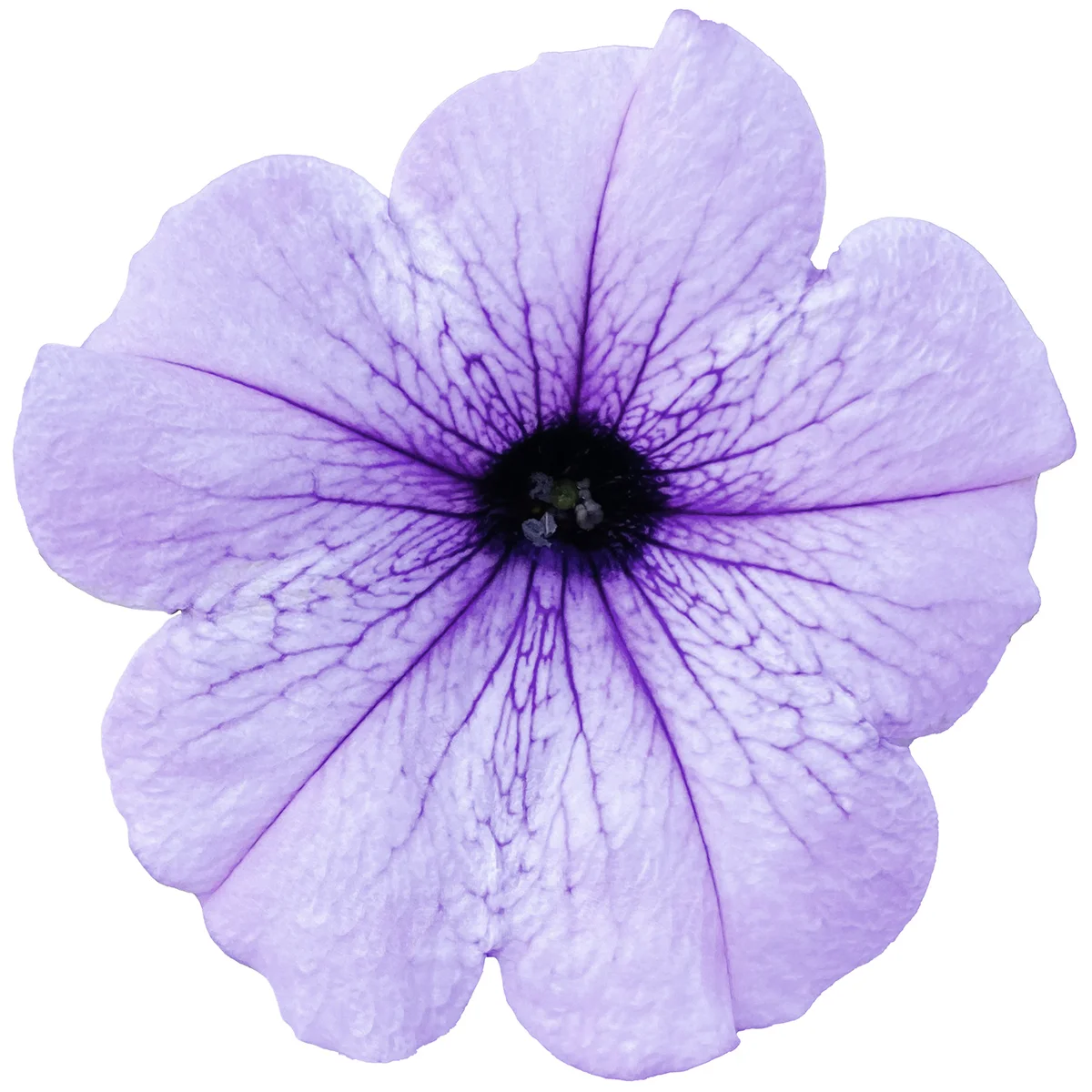 Riesenhängepetunie AlpeTunia® Blue Vein