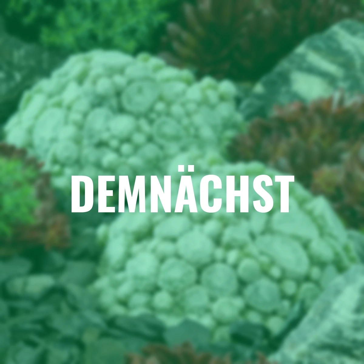 Hauswurz Arctic White